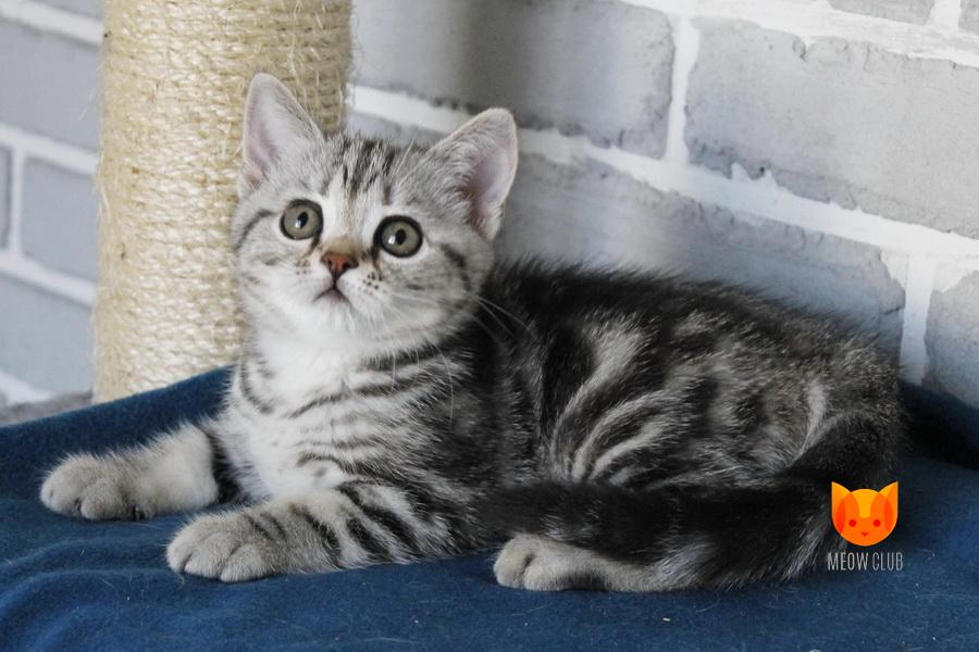 X-Trail MeowClub *BY