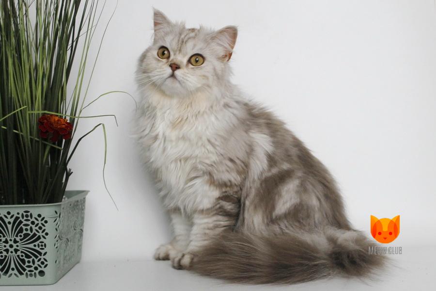 Flipper MeowClub *BY