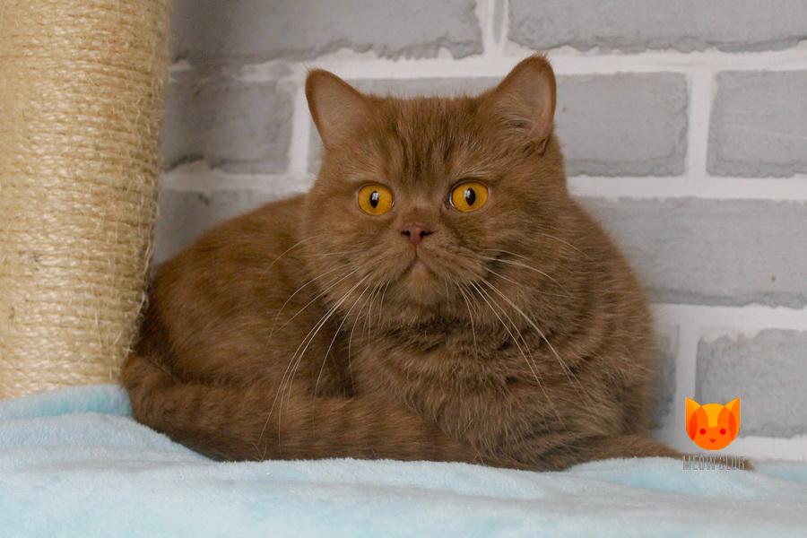 Hloe MeowClub *BY