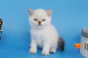 Renaldo MeowClub *BY