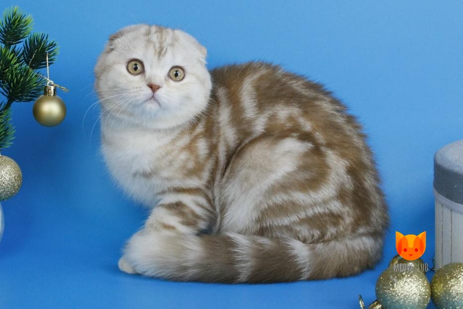 Tutsy MeowClub *BY