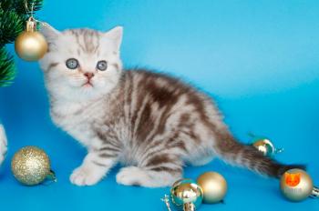 Demario MeowClub *BY