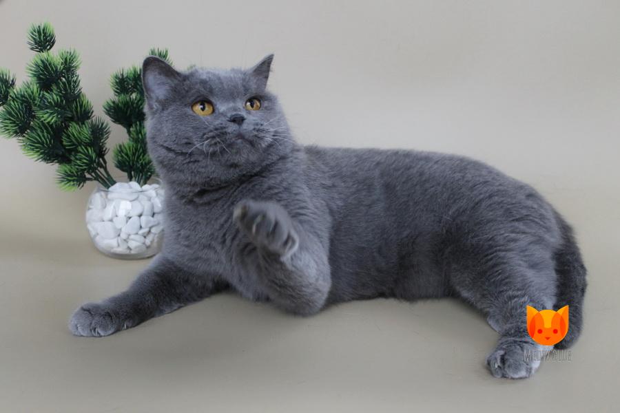 Dazzling Aurora Andorra