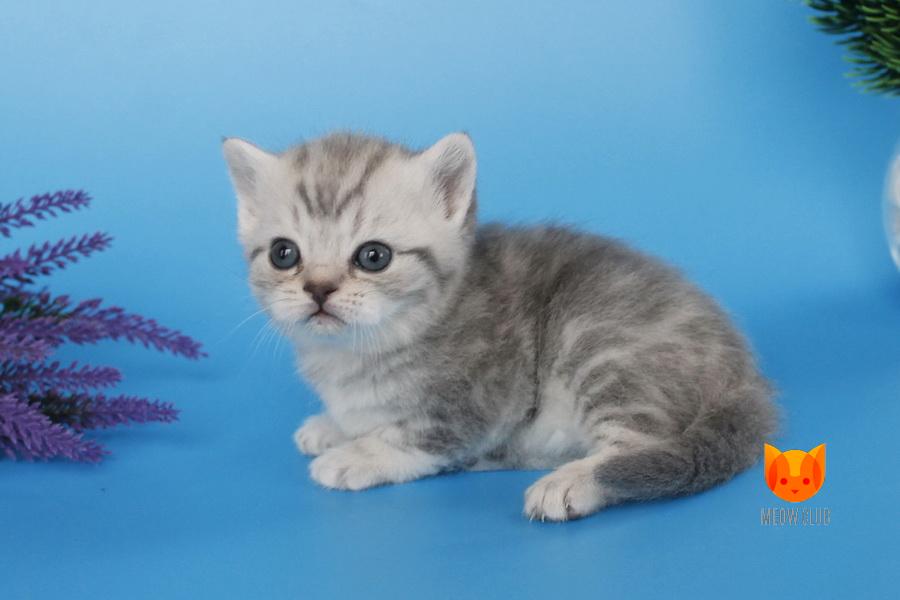 Ilona MeowClub *BY