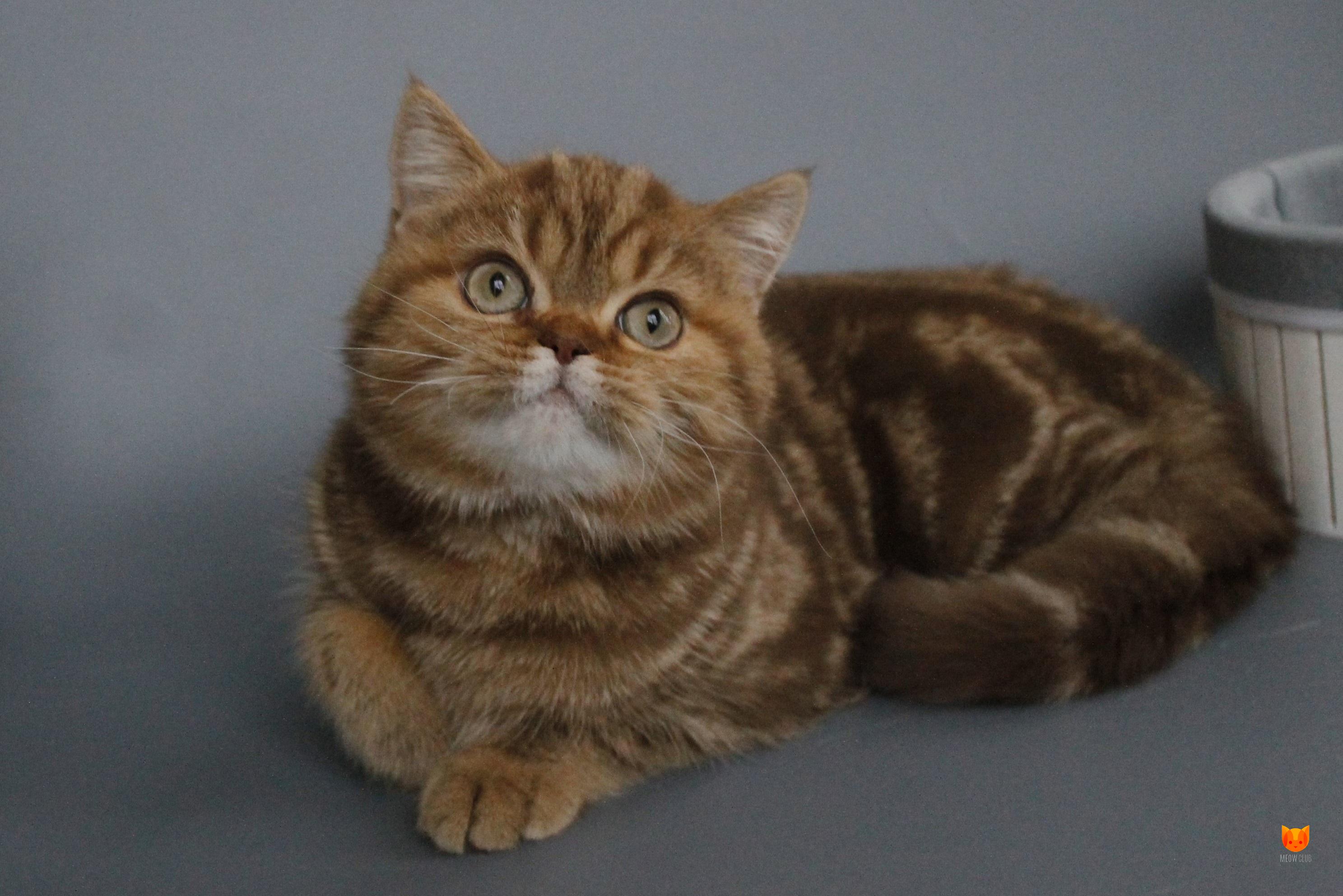 Onezhka MeowClub *BY