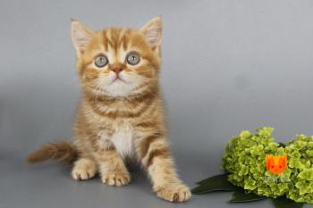 Philippa MeowClub *BY