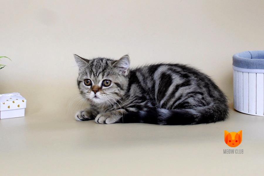 Rose MeowClub *BY