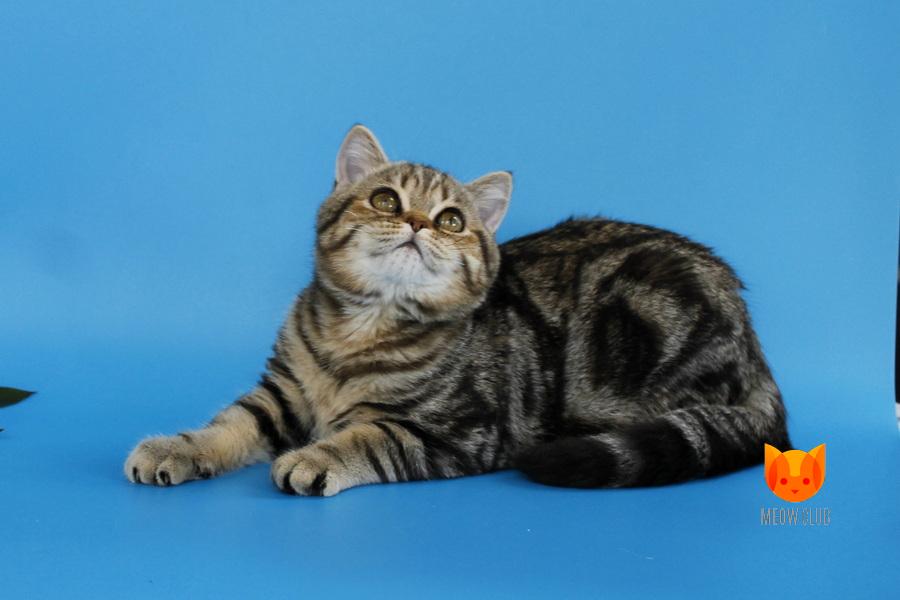 Ratimi MeowClub *BY