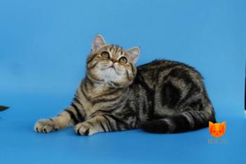 Ratimi MeowClub *BY