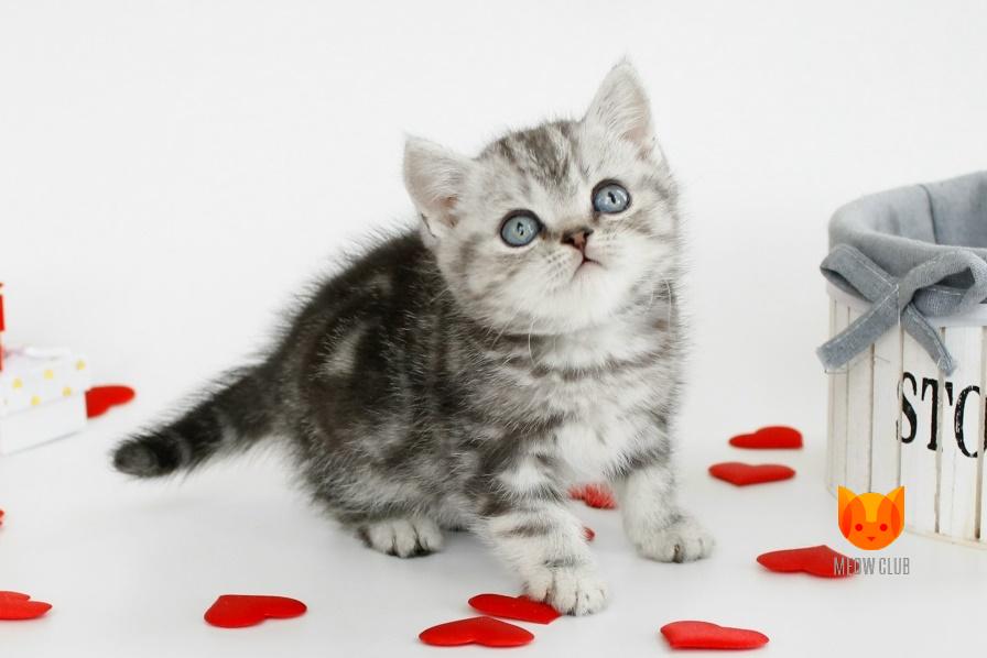 Fanta MeowClub *BY