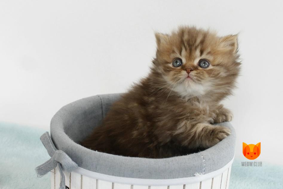 Gressi MeowClub *BY