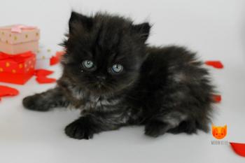 Gordelia MeowСlub *BY