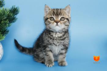 Clifford MeowClub *BY