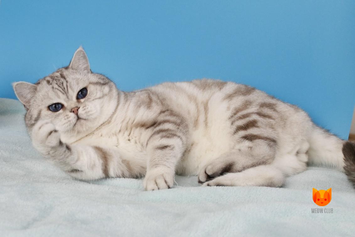 Nicon of MeowClub *BY