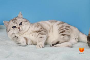 Nicon of MeowClub *BY