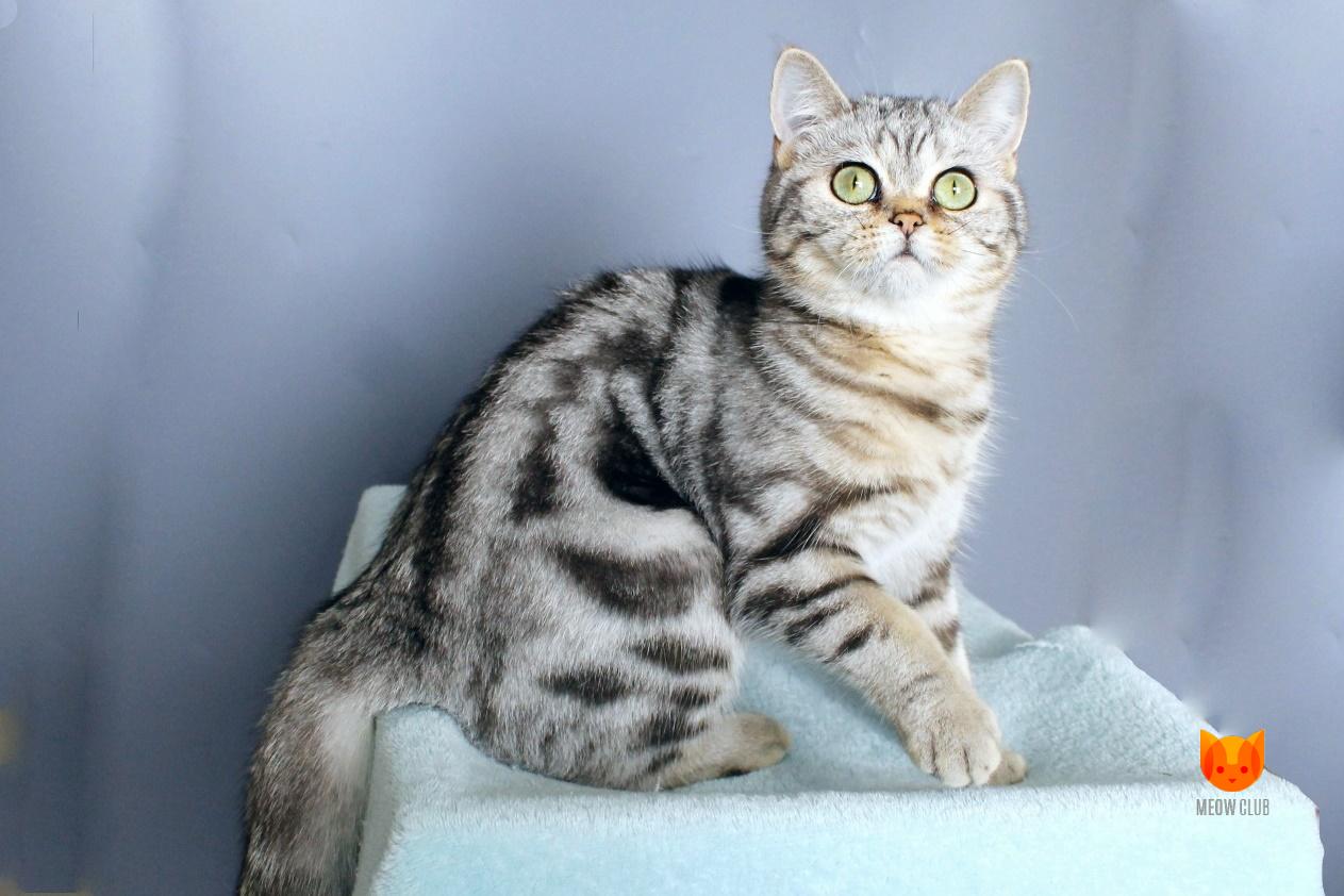 Gracia MeowClub *BY