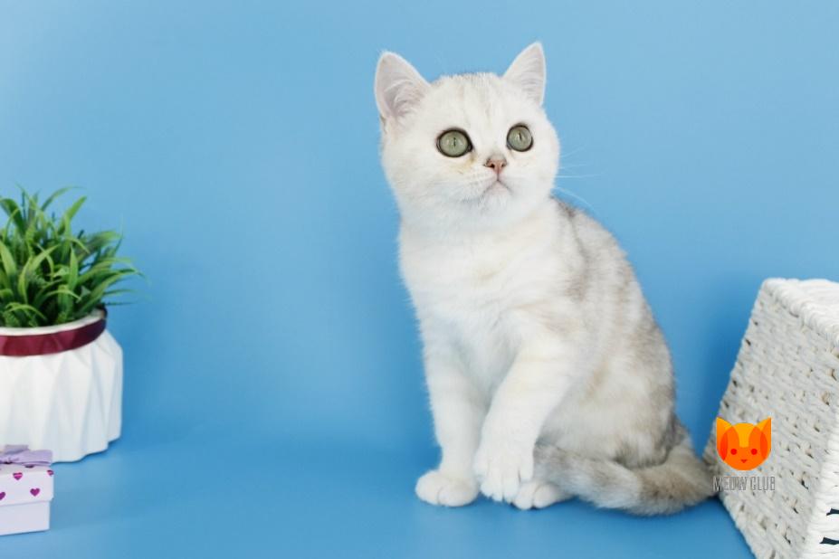 Iventta MeowClub *BY