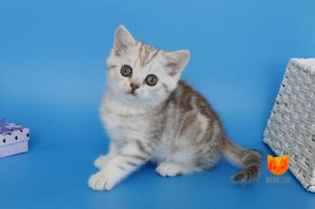 Kirana MeowClub *BY