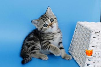 Kamilla MeowClub *BY