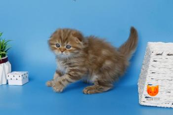 Lemiana MeowClub *BY