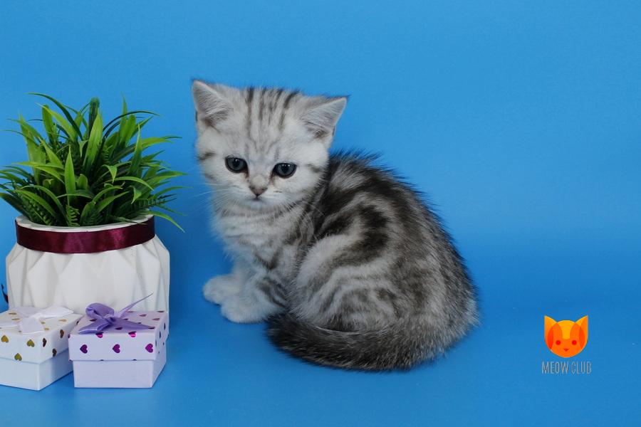 Morel MeowClub *BY