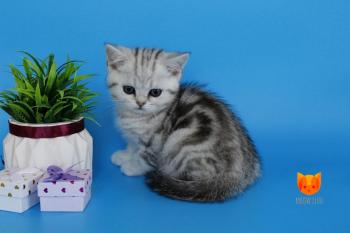 Morel MeowClub *BY