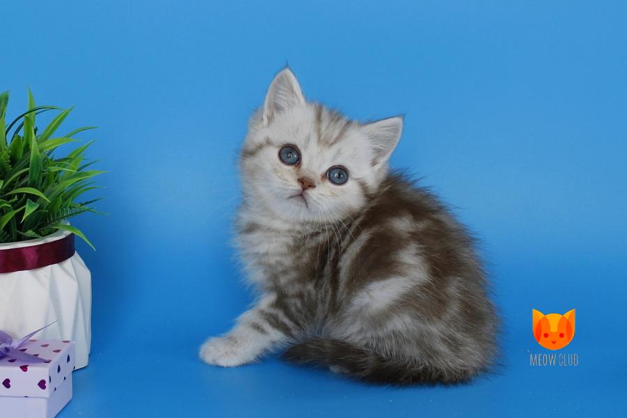Mikki  MeowClub *BY