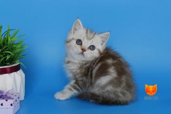 Mikki  MeowClub *BY