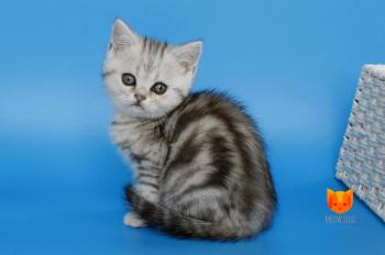 Molly  MeowClub *BY