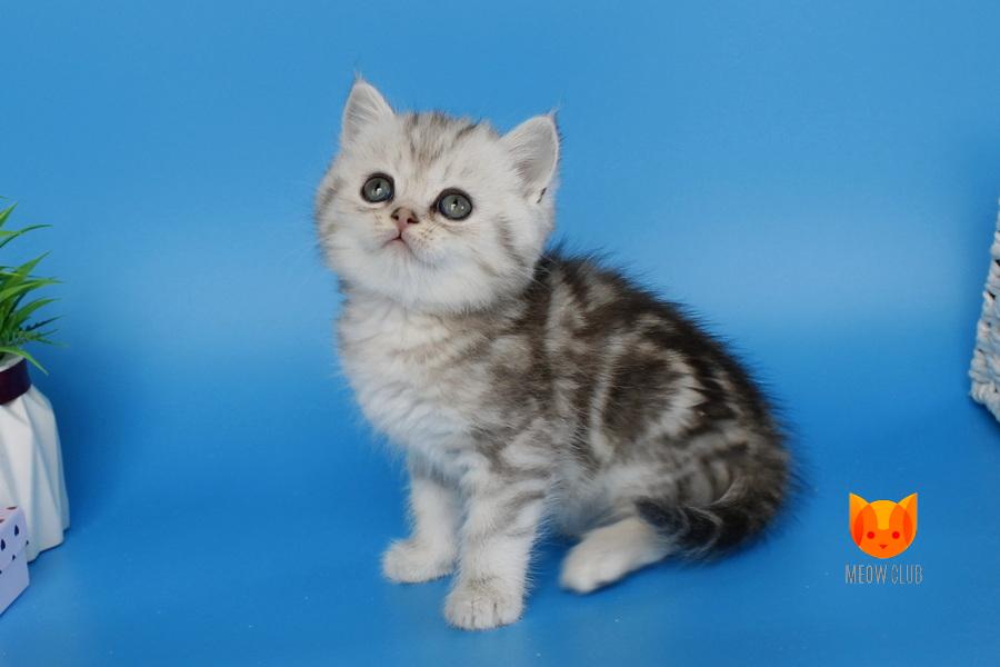 Nike MeowClub *BY