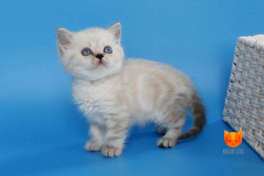 Navarro MeowClub *BY