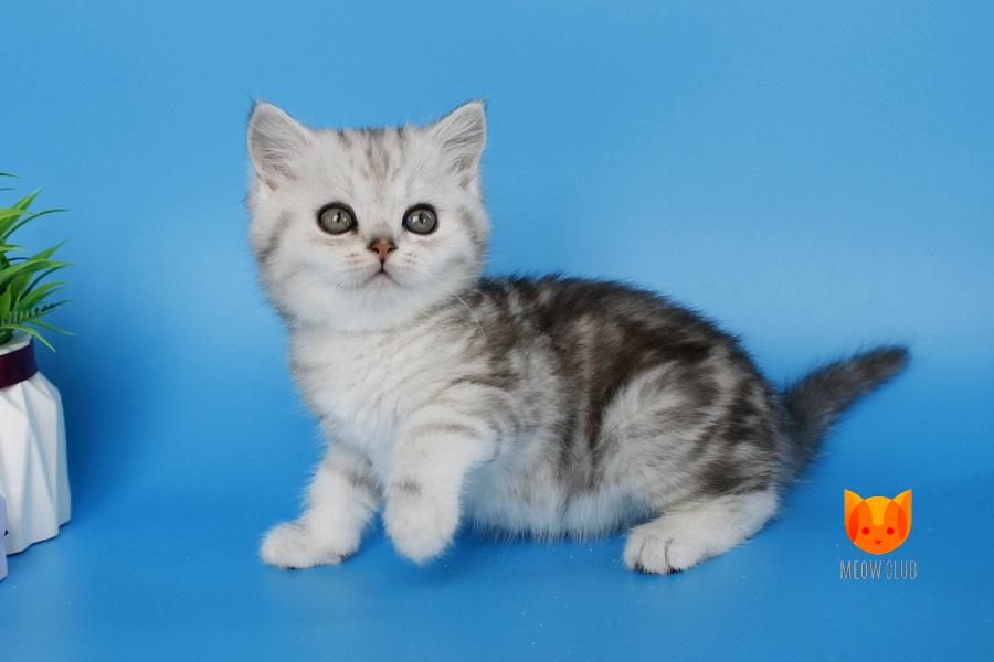 Naris MeowClub *BY