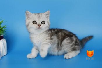 Naris MeowClub *BY