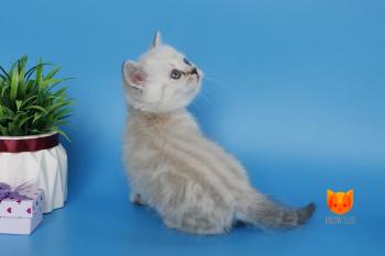 Norvis MeowClub *BY