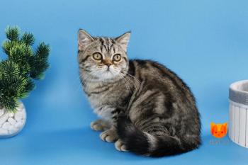 Yanessa MeowClub *BY
