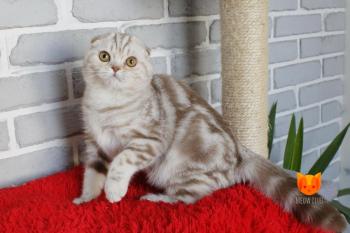 Grand MeowClub *BY