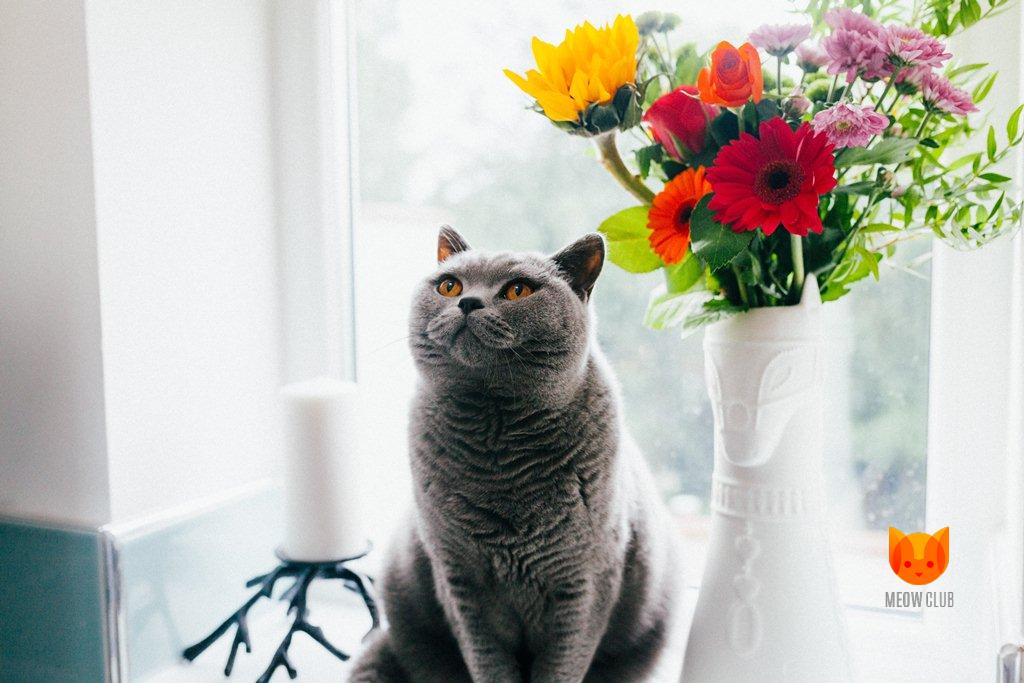 Особенности здоровья британских короткошерстных кошек