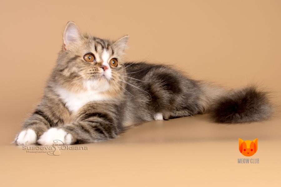 Хайленд-страйты: описание шотландской длинношерстной прямоухой кошки -  особенности породы, характера и ухода