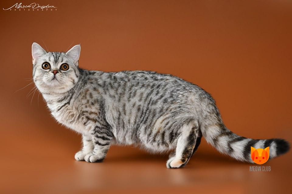 Скоттиш-страйты: описание шотландской короткошерстной прямоухой кошки -  особенности породы, характера и ухода