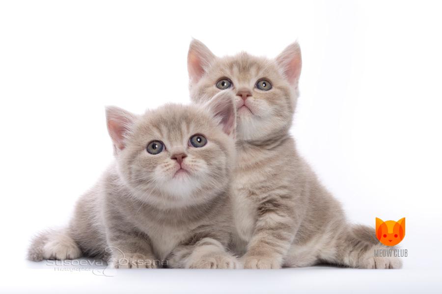 Влажный или сухой корм — что лучше выбрать для кормления кошки