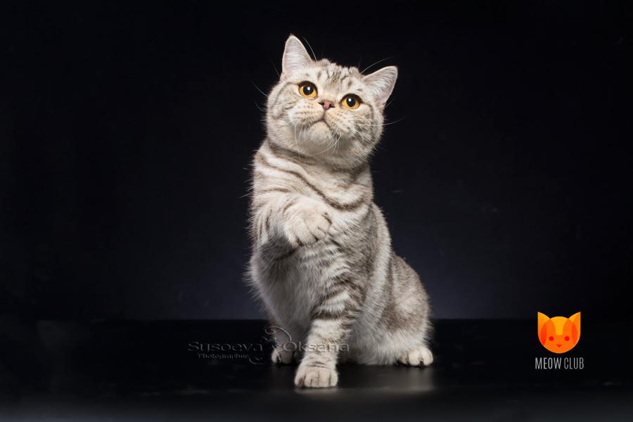 Наиболее распространенные болезни у пожилых кошек