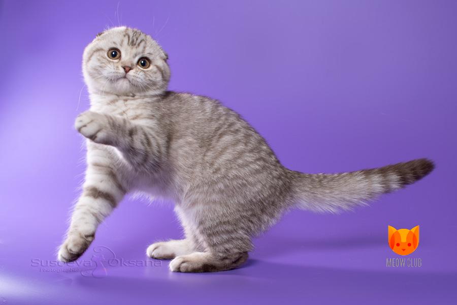 Почему котенок чихает: что делать?